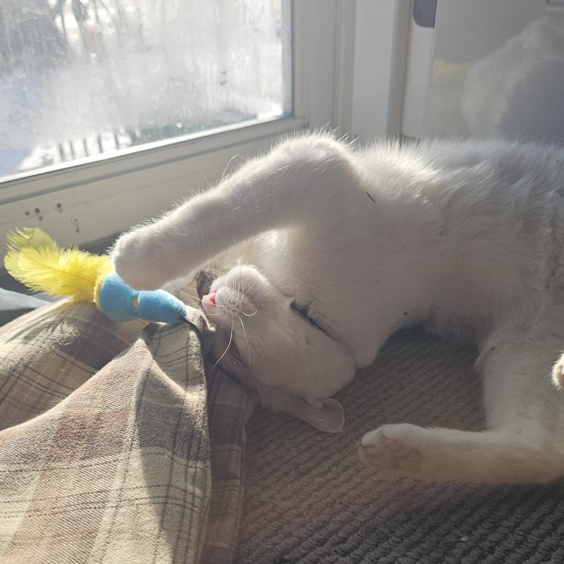 They attached toy is a hit