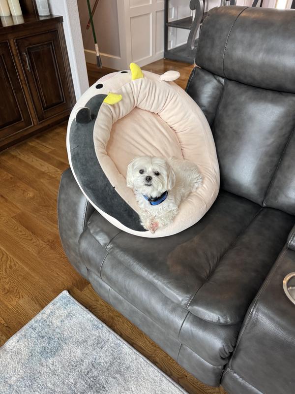 Even when the floors are being cleaned I need to snuggle in my bed 😍