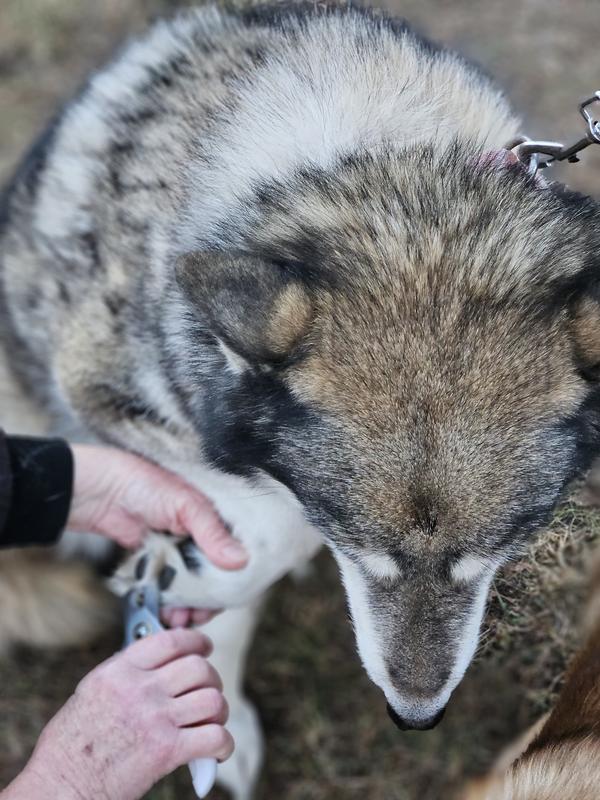 Xena getting her nails cut