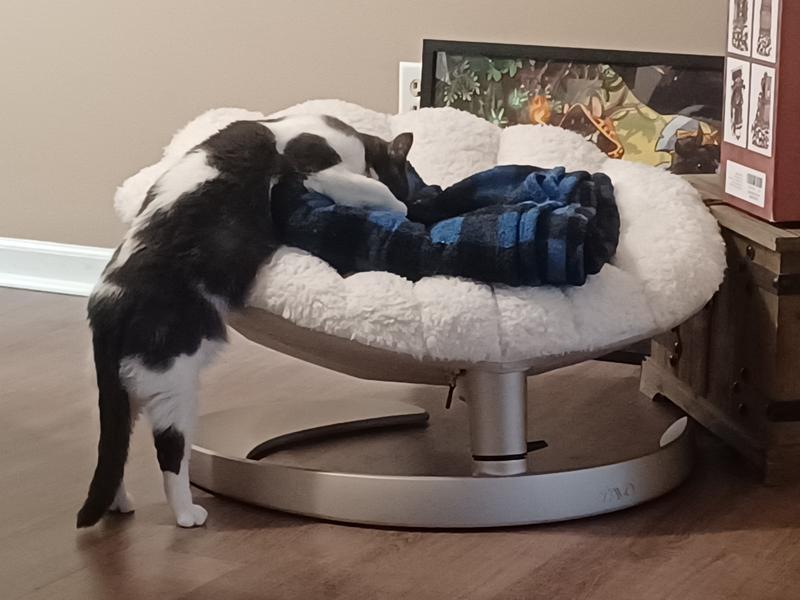 Trying to lure her in using a familiar blanket