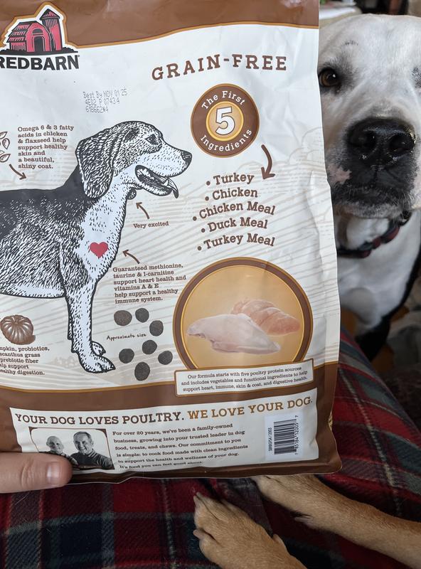 My pit mix who waits patiently to receive his breakfast.