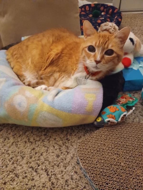 Crystal is one happy cat 🐾