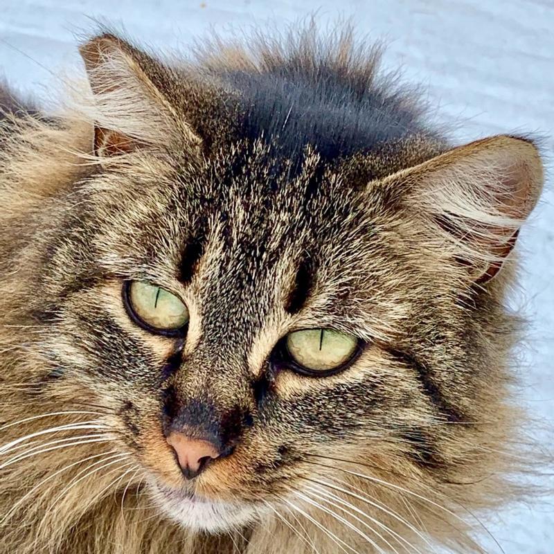 Cinders gives Soulistic 5 stars!