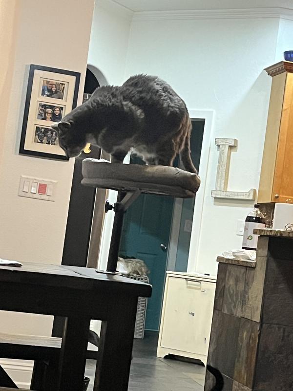 My big 18lb boy trying it out.