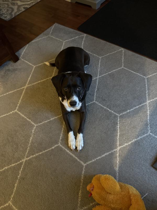 So sad he is not getting his morning dental bone today