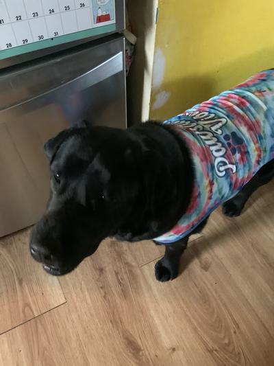 Bear in his cool looking duds