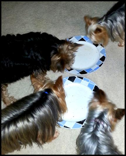 The "Clean Plate" Yorkie Club