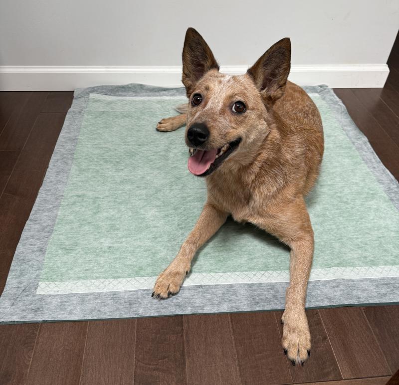 Belle is a 35 lb dog