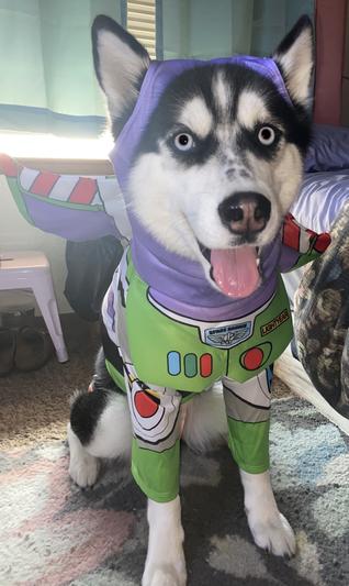 RUBIE S COSTUME COMPANY Toy Story Buzz Lightyear Dog Costume reviews Chewy