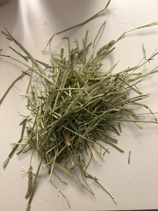 Hay from a separate box we had on hand for our chinchilla for comparison.