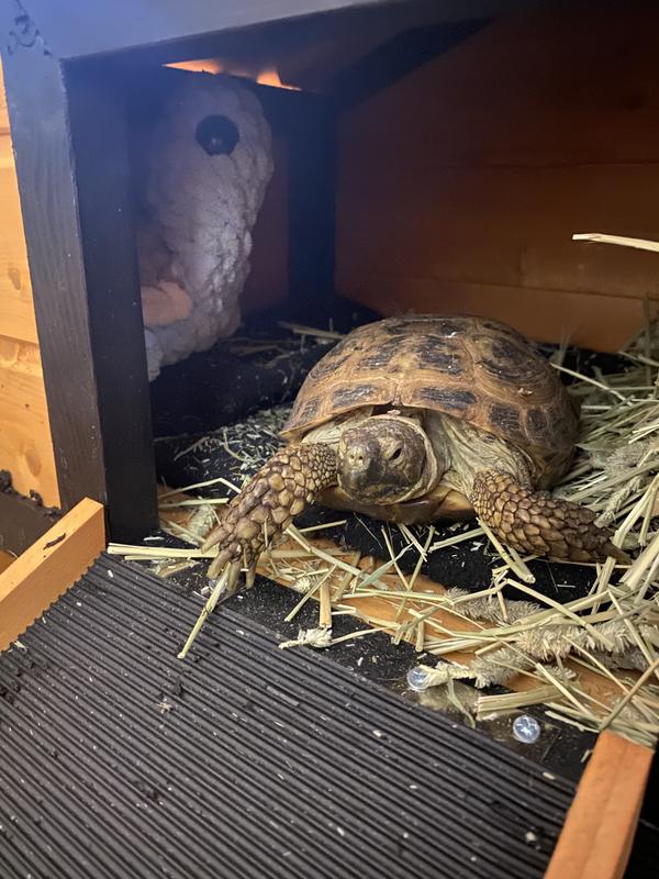 squirtle enjoying her hut