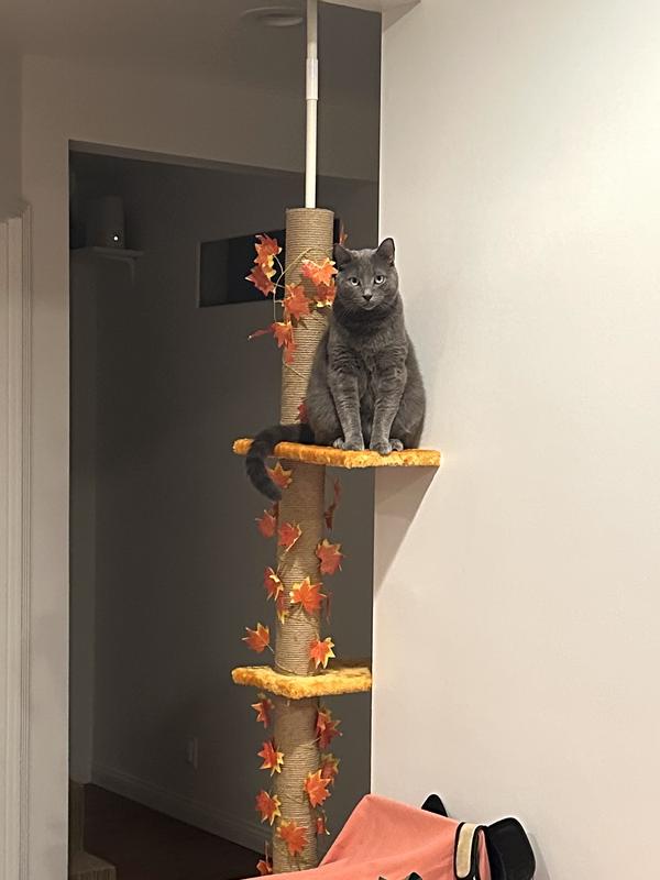 15 pound boy on the top platform