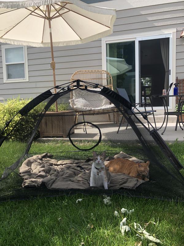 Chewy clearance cat tent