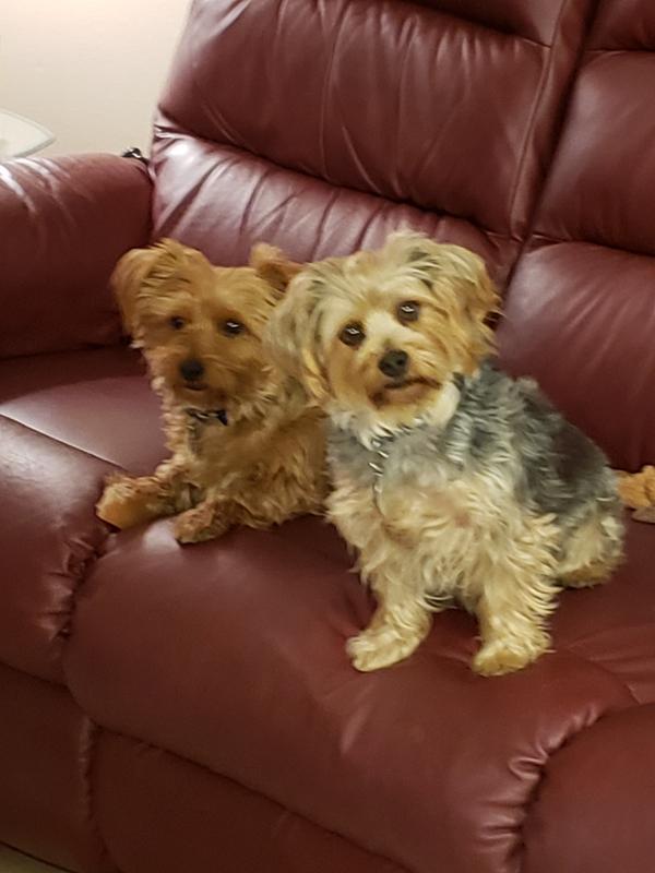 Did you say "treat"?