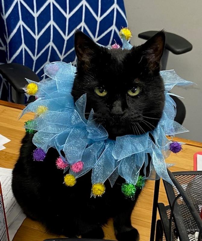 FRISCO Striped Party Hat & Ruffle Collar Cat Birthday Accessory, One ...