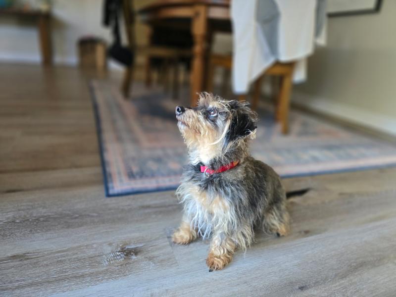 Eagerly awaiting his new tag!