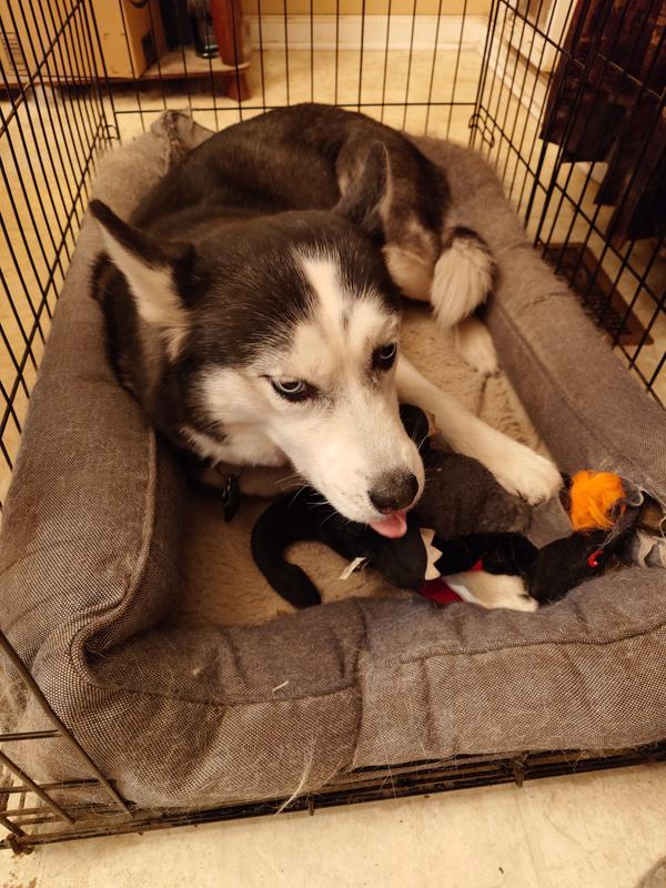 don't come near my dragon!