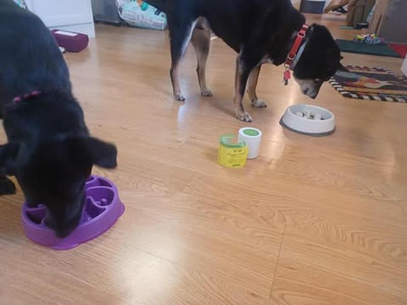 Lulu and Soren digging in