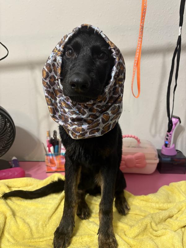 Tulip after her Furminator Shampoo + Conditioner bath!