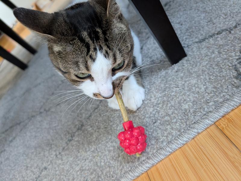 This one has pretty much met it's end after a few weeks