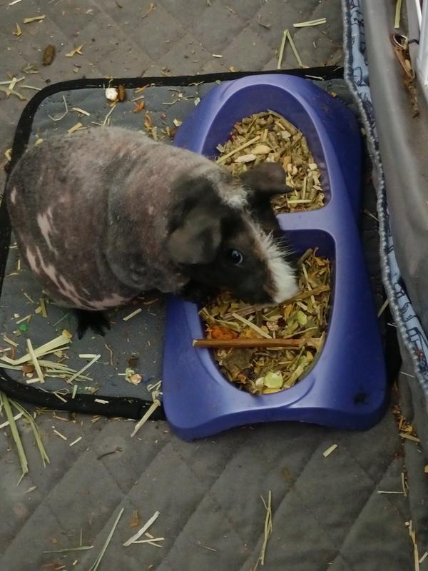 Out of Stock NATURALS BY ROSEWOOD Nature's Salad Small Pet Treats, 7