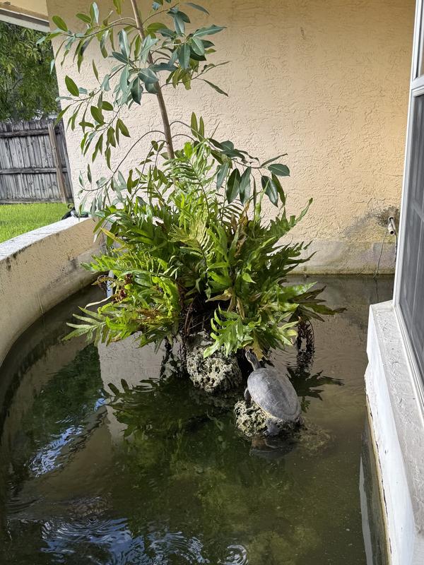 Mikey in her element. We have two other turtles but she is the largest!