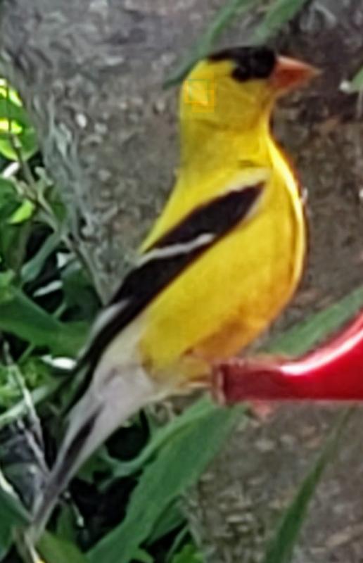 American Goldfinch