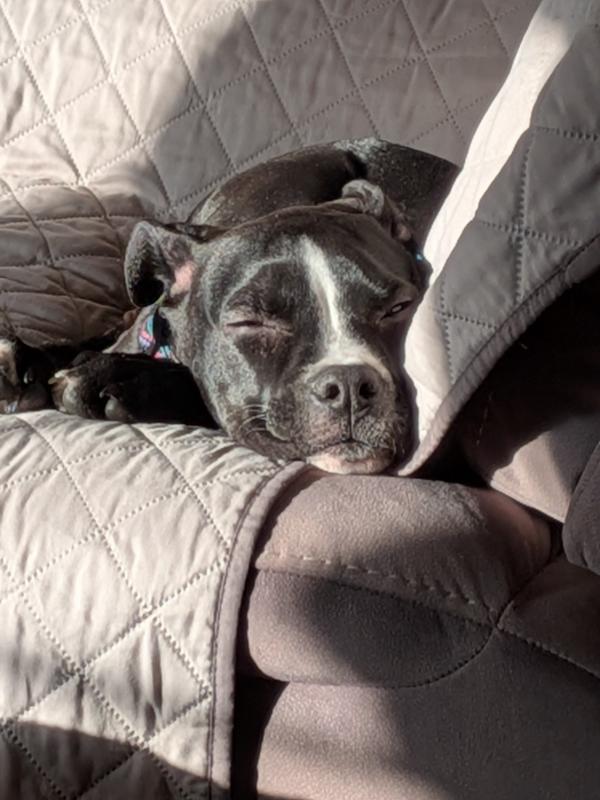 Done chewing for now! Nap time.