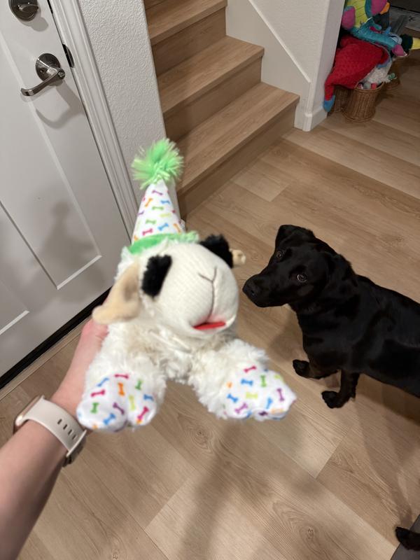 We love lamby