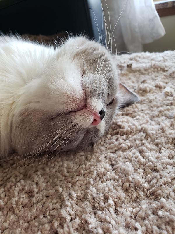 A nice nap on a full tummy. Thanks Chewy!