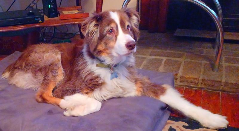 In memory of Grady Jan 16th 20 2010 to Jan 20th 2023