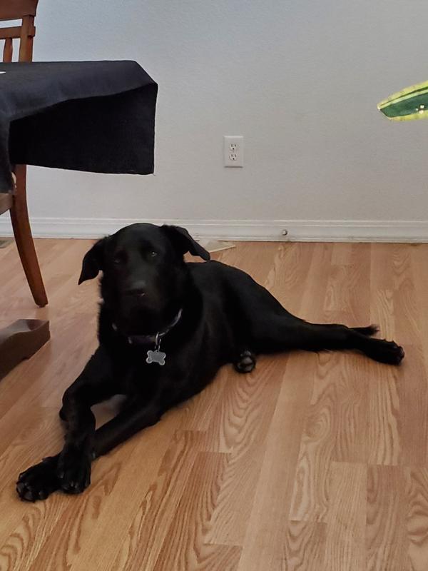 Buck: A Most Distinguished Gentleman