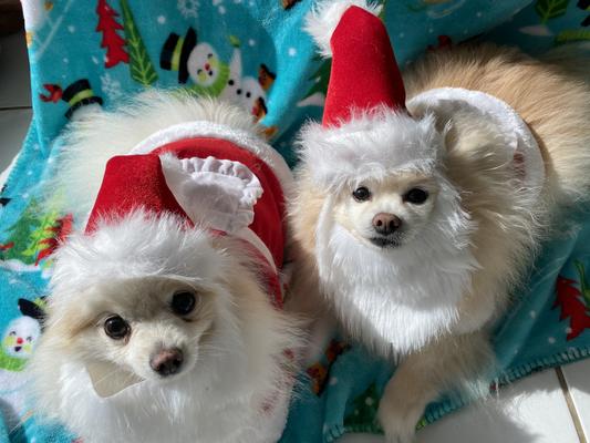 Dog santa clearance hat and beard