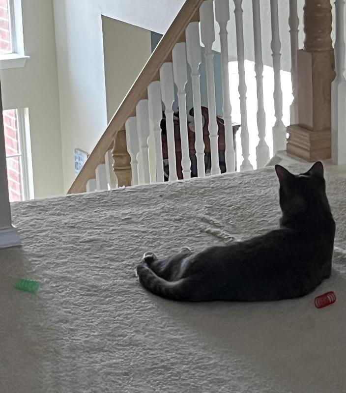 FRISCO Colorful Springs Cat Toy, 20 count - Chewy.com