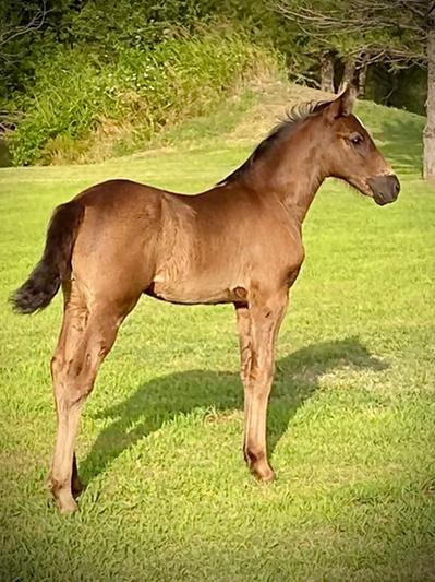 Two months of age raised on Buckeye foal starter