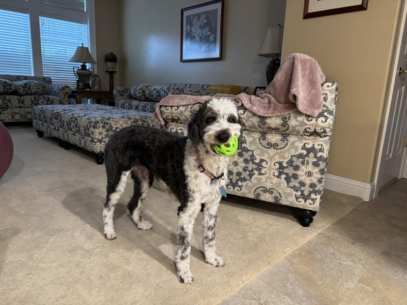 I got a new ball!