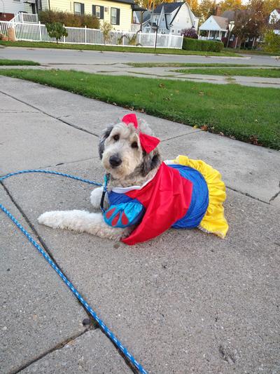 Snow White Disney Princess Dog & Cat Pet Costume - Pet Costume Center