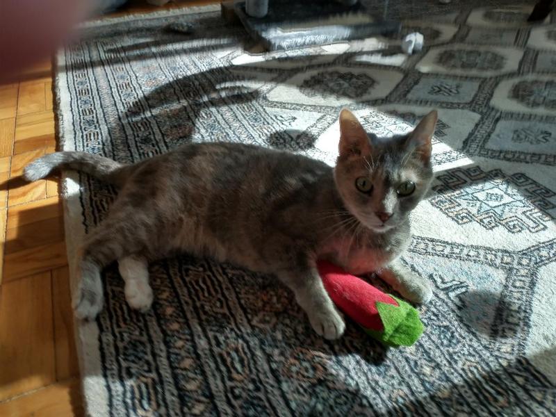 Miu Miu and her chili pepper toy
