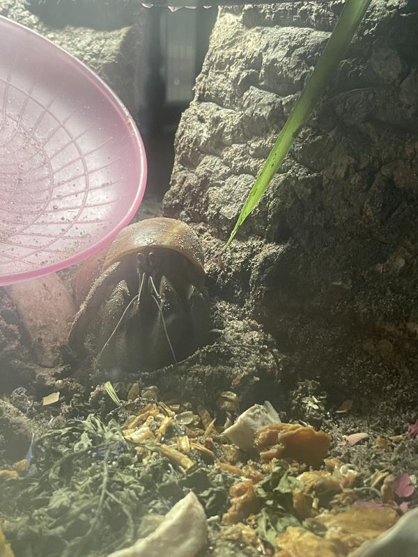 Harvey at dinner time!