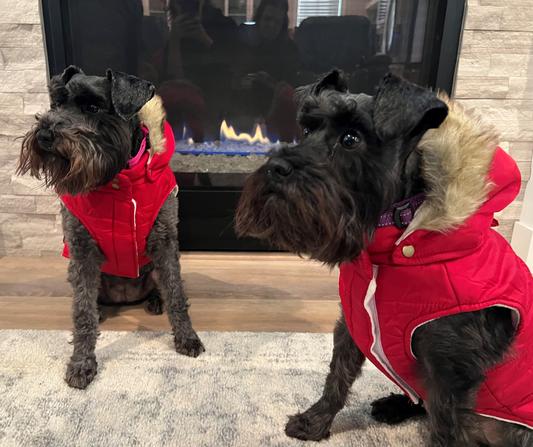 Marley & Stella in their new coats from Chewy!