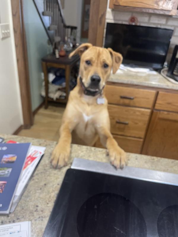 Happy pup, happy people!