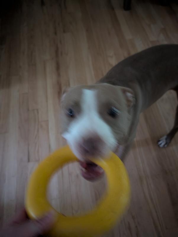 So excited to show off her toy she's blurry!