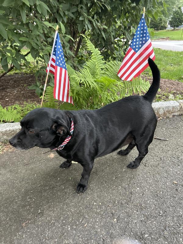 Cole out for a stroll in his new frisco American flag collar from chewy!