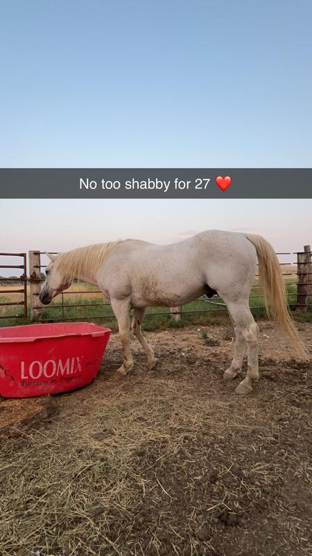 27 year old stallion