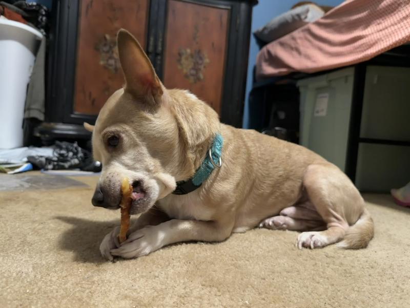 Small dog holding the treat in his paws and chewing on it
