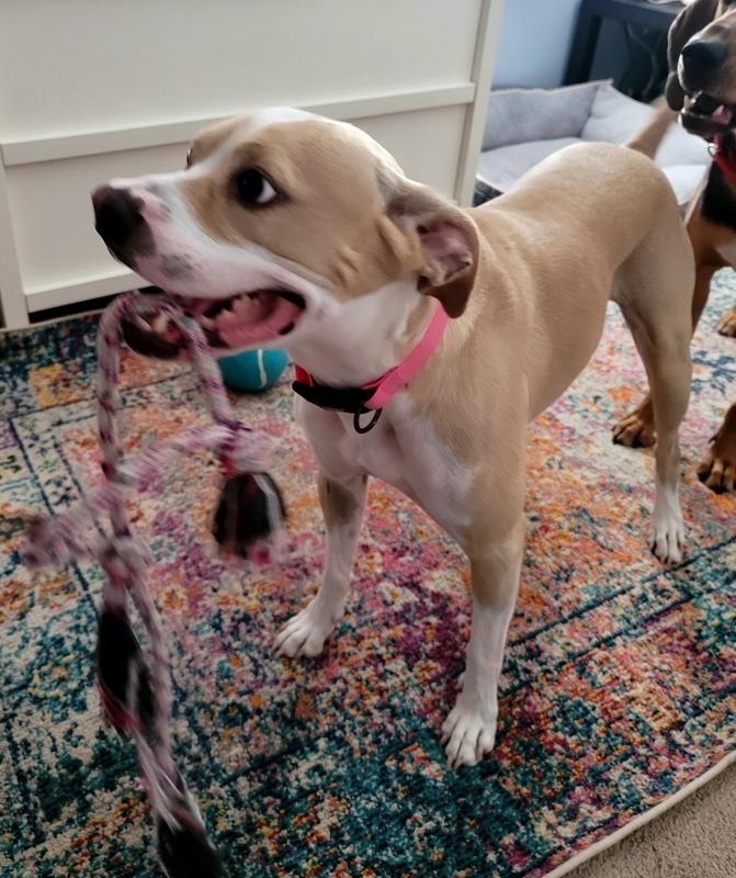 CANNY No Pull Padded Dog Training Head Collar, Blue, 5, Neck Size 1719