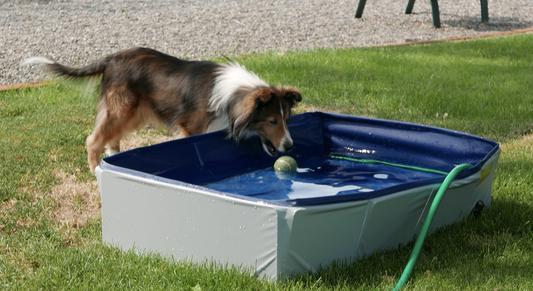 Kopeks outdoor portable dog sales swimming pool