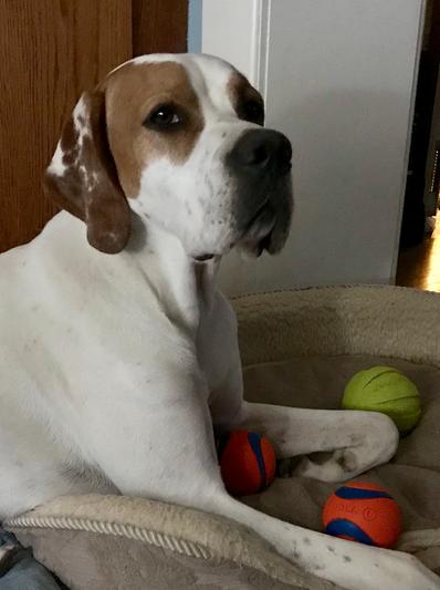 Sully has all the balls. He is king of canines.