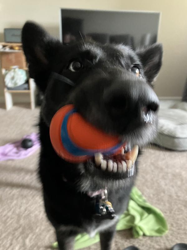 Chomping on her fav toy
