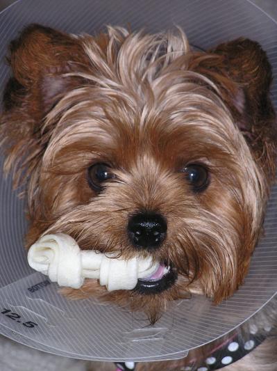 Bella with cone to prevent chewing